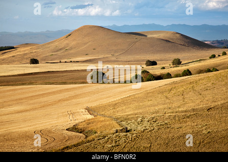 Kenya,Timau. Rolling wheat farms at Timau, 8,500 feet above sea level, looking northeast to the Nyambeni Mountains. Stock Photo