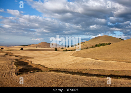 Kenya,Timau. Rolling wheat farms at Timau, 8,500 feet above sea level, looking northeast to the Nyambeni Mountains. Stock Photo