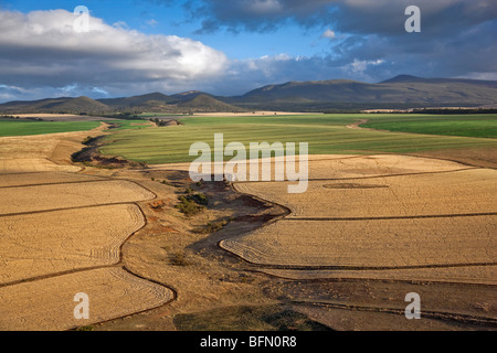 Kenya,Timau. Rolling wheat farms at Timau, 8,500 feet above sea level, looking towards cloud-covered Mount Kenya. Stock Photo