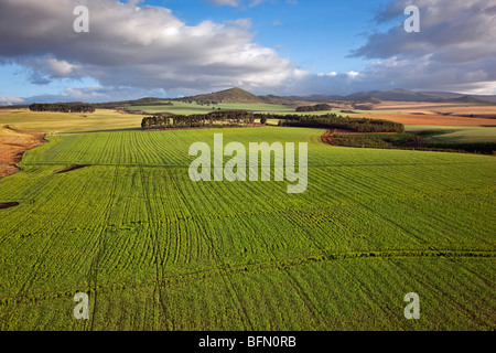 Kenya,Timau. Rolling wheat farms at Timau, 8,500 feet above sea level, looking towards cloud-covered Mount Kenya. Stock Photo