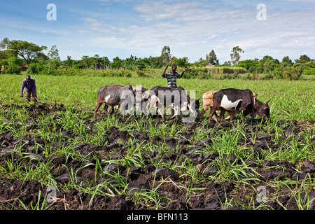 Kenya, Kisumu District. Small-scale farmers plough fields of sugar cane with a team of oxen. Stock Photo