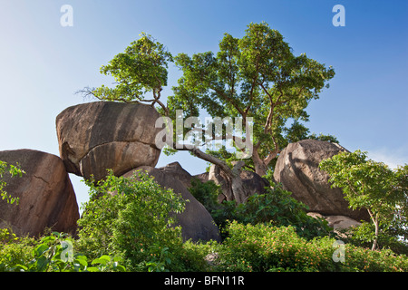 Kenya, Nyanza District. Rocks and fig trees adjacent to Kit Mikayi, an impressive rock cluster Stock Photo