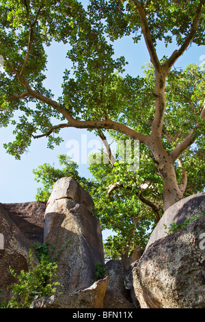 Kenya, Nyanza District. A fig tree growing among huge boulders adjacent to Kit Mikayi, an impressive rock cluster Stock Photo