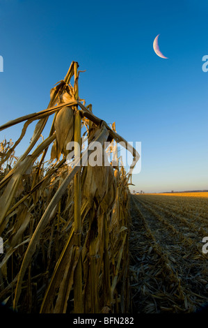 The corn harvest is going full tilt in the midwestern United States.  In the late evening light this shot was taken. Stock Photo