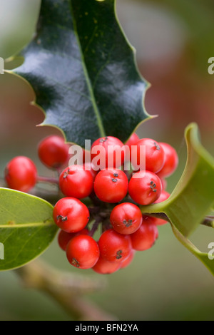 Holly berries; Ilex aquifolium; taken with gold reflector Stock Photo