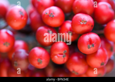 Holly berries; Ilex aquifolium; Cornwall Stock Photo