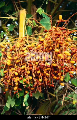 Dates tree ; Gorai beach ; Bombay ; Mumbai ; Maharashtra ; India ; asia Stock Photo