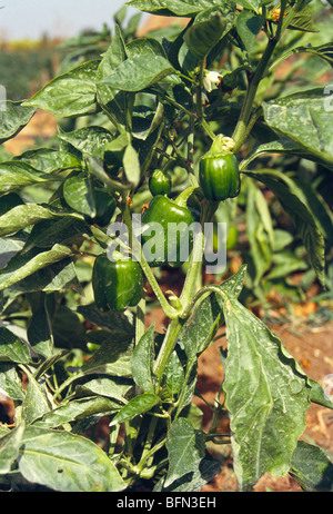 bell pepper ; green capsicum plant Stock Photo