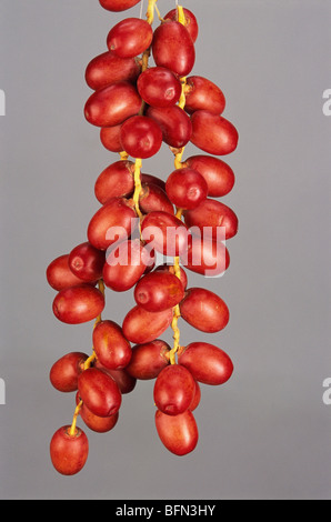 Red Ripe Dates Ripe red fruits dates on date palm on the blue sky background Stock ...