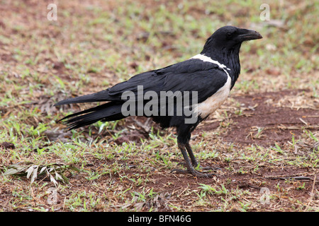 Pied Crow Corvus albus Taken In Karatu, Tanzania Stock Photo