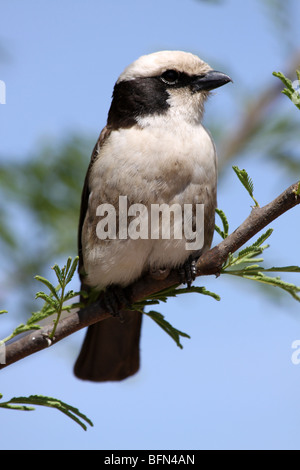 White-rumped (aka Northern White-crowned) Shrike Eurocephalus rueppelli Taken In The Serengeti NP, Tanzania Stock Photo