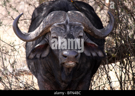 Head Of An African Buffalo (aka Cape Buffalo) Syncerus caffer Taken In The Serengeti NP, Tanzania Stock Photo