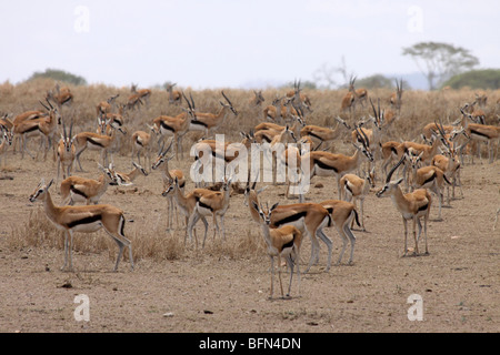 Herd Of Thomson's Gazelle Eudorcas thomsoni Taken In The Serengeti NP, Tanzania Stock Photo