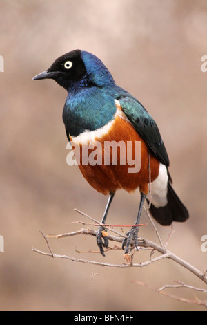 Superb Starling Lamprotornis superbus Taken In The Serengeti NP, Tanzania Stock Photo