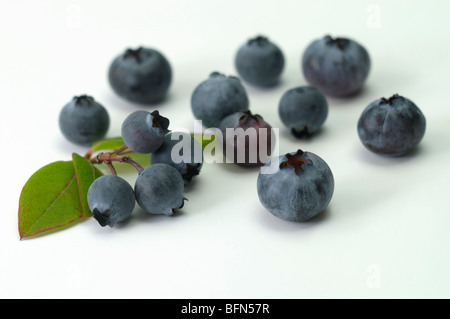 Northern Highbush Blueberry (Vaccinium corymbosum, Vaccinium angustifolium). Berries, studio picture. Stock Photo