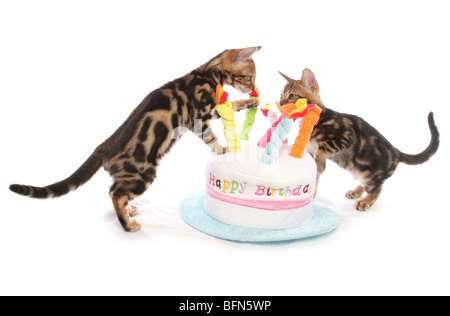 Bengal kittens on birthday cake hat Pair young males Studio Stock Photo