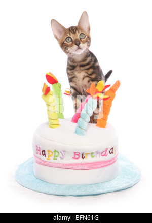 Bengal kitten on birthday cake hat Single young male Studio Stock Photo