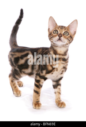 Bengal kitten Single young male Studio Stock Photo