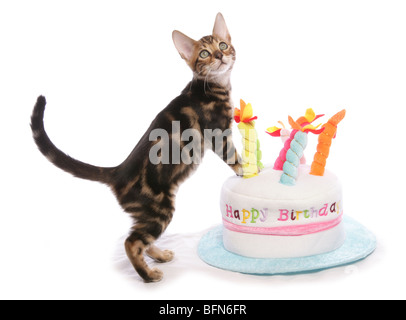 Bengal kitten on birthday cake hat Single young male Studio Stock Photo