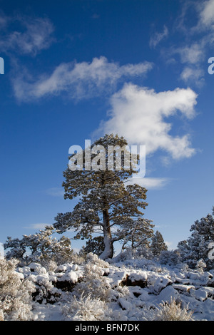 An old growth juniper after a fresh winter snow in Badlands Wilderness Area near B Bend, Oregon Stock Photo