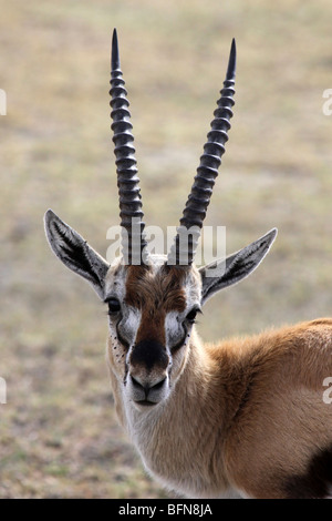 Male Thomson's Gazelle Eudorcas thomsoni Taken In Ngorongoro Crater, Tanzania Stock Photo