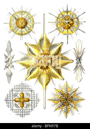 The 21st plate from Ernst Haeckel's Kunstformen der Natur (1904), depicting radiolarians classified as Acanthometra. Stock Photo