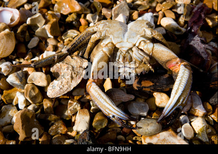 Washed up dead common shore crab Carcinus maenas Gosport, Solent, UK Stock Photo