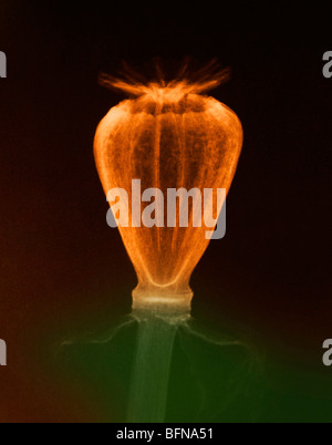 colorized x-ray image of poppy seed capsules Stock Photo