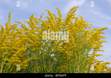 Canada Goldenrod (Solidago canadensis), flowering. Stock Photo