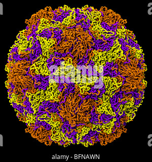 Human rhinovirus structure. Three dimensional computer generated model based upon the experimentally determined atomic structure Stock Photo