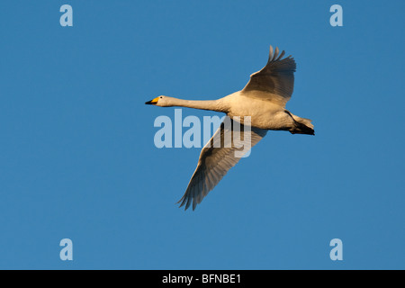 Adult Whooper Swan (Cygnus cygnus) in flight against a blue sky, Welney WWT, Norfolk, England Stock Photo