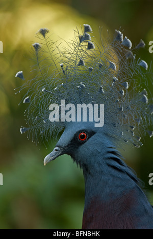 Victoria Crowned Pigeon (Goura victoria) - Native to Northern New Guinea- Captive - Largest living pigeon - IUCN Vulnerable Stock Photo