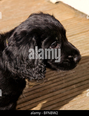 Black cocker spaniel puppy portrait. Stock Photo