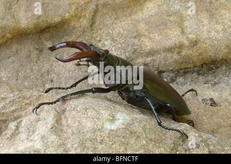 Stag beetle, Lucanus cervus, male. UK. June. Stock Photo