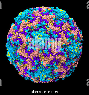 Human rhinovirus capsid.  Three dimensional computer generated model based upon the experimentally determined atomic structure Stock Photo