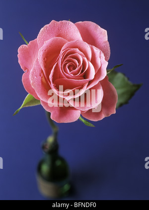 Close-up of an ornamental pink rose flower with water drops on a dark blue background focused on the flower petals. England UK Britain Stock Photo