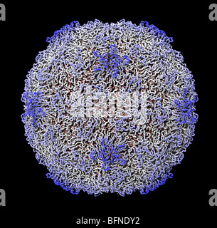 Human rhinovirus capsid structure. Three dimensional computer generated model based upon the experimentally determined data Stock Photo