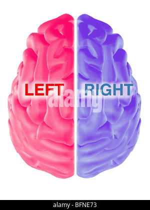 Illustration of a human brain with the left and right cerebral ...