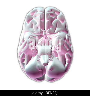 Illustration of the underside of the human brain Stock Photo