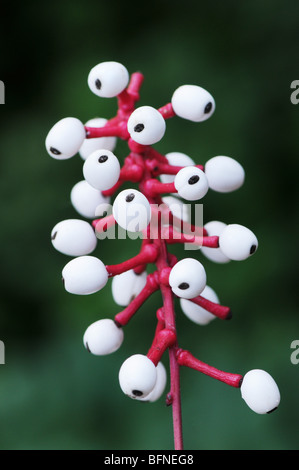 Berries of Actaea pachypoda (Doll's-eyes, White Baneberry), a flowering plant in the family Ranunculaceae Stock Photo