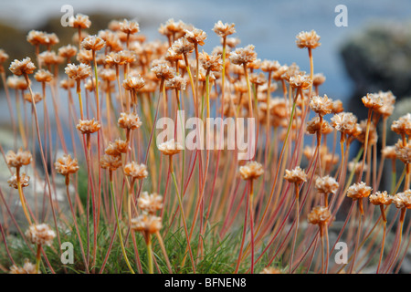 faded thrift, Armeria maritima ssp elongata, Ireland Stock Photo