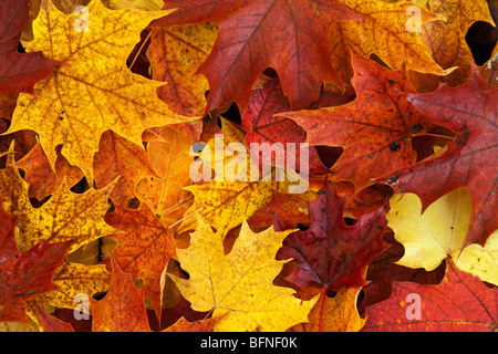 Maple Leaves in Autumn, Quebec, Canada Stock Photo