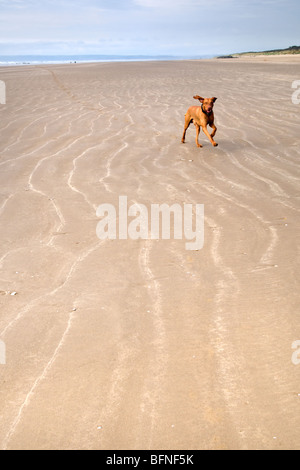 Hungarian Vizsla dog running on sandy beach at Pembrey sands mid Wales Stock Photo