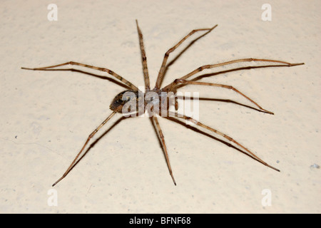 A big house spider
