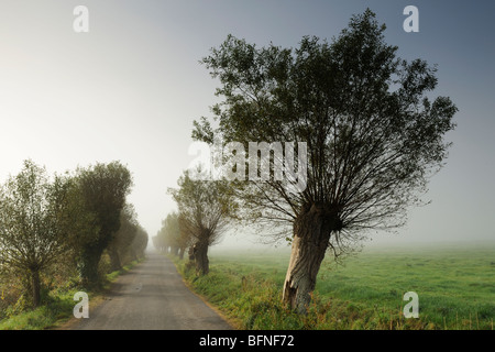 A rural road lined with Willow trees on the Somerset levels near Godney. Stock Photo