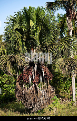 The Buriti tree in Maranhão State, Brazil. Stock Photo