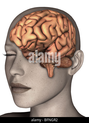 illustration of the human brain seen within a transparent head Stock Photo