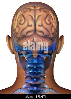 illustration of the human brain seen within a transparent head Stock Photo