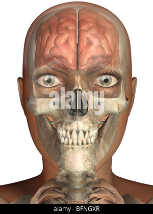 illustration of the human brain and skull seen within a transparent head Stock Photo