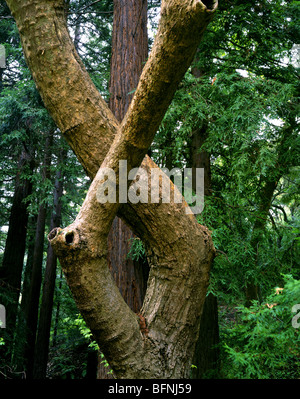 CALIFORNIA - Sycamore tree in a redwood grove in Santa Barbara. Stock Photo